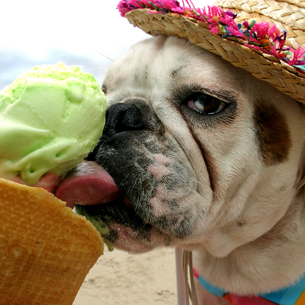 Bully gets her ice cream treat at Dog Beach.
